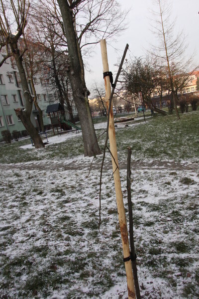 Zdjęcie 8: Komu nie podobały się drzewka?