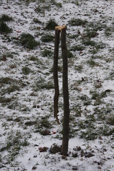 Zdjęcie 10: Komu nie podobały się drzewka?