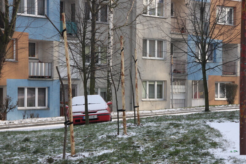 Zdjęcie 11: Komu nie podobały się drzewka?