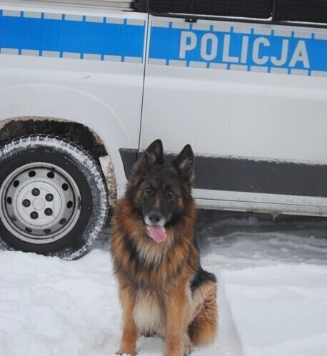 Urząd Miasta dał 5 tysięcy zł na psa