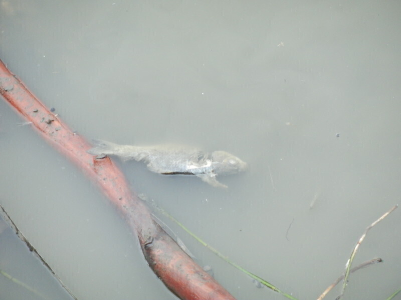 Zdjęcie 2: Ryby pływają w kałuży. Wędkarze interweniują