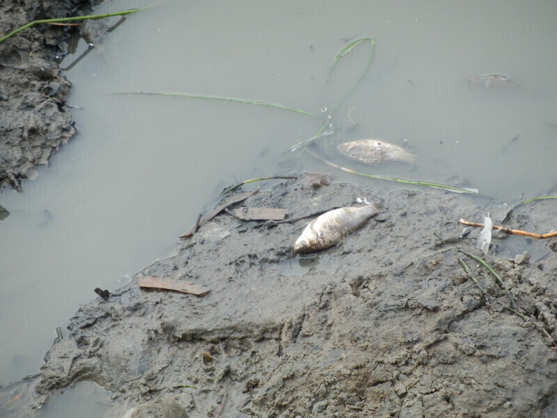 Zdjęcie 3: Ryby pływają w kałuży. Wędkarze interweniują