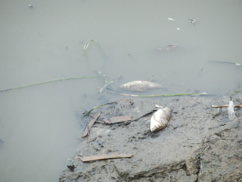 Zdjęcie 4: Ryby pływają w kałuży. Wędkarze interweniują