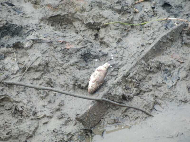 Zdjęcie 5: Ryby pływają w kałuży. Wędkarze interweniują