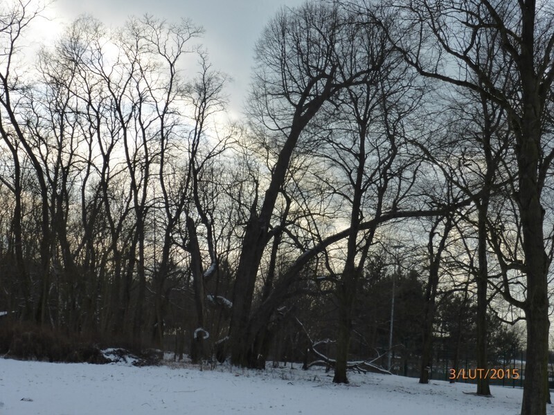 Zdjęcie 3: Stary park będzie jak nowy