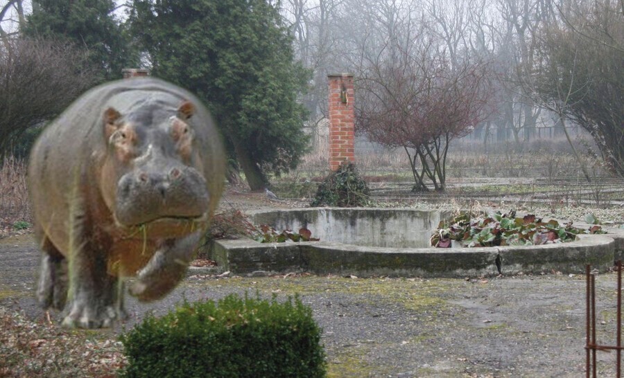 W Piotrkowie zamieszka hipopotam. Miasto utworzy ogród zoologiczny