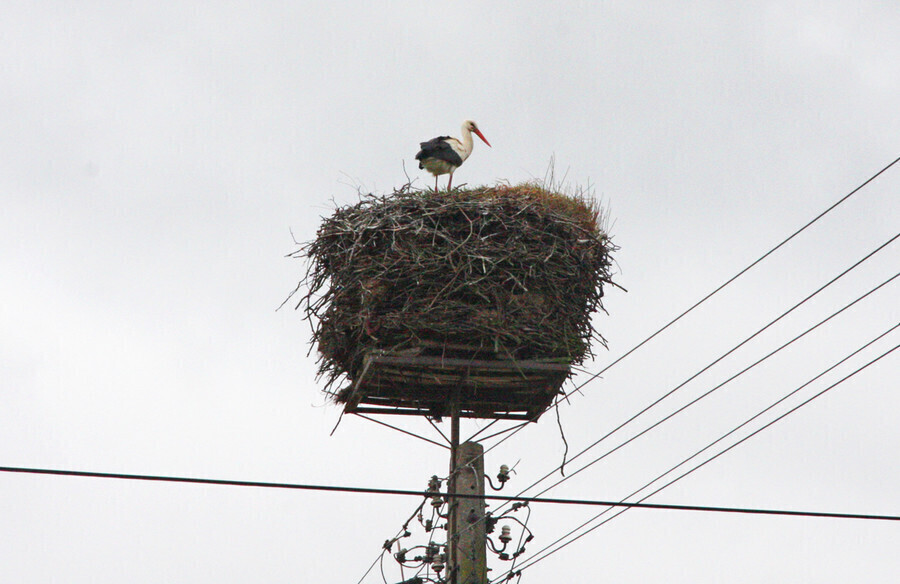 Wrócił bocian wróciła zima