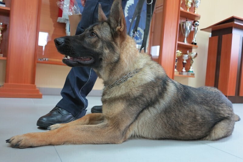 Zdjęcie 4: Nania wykryje narkotyki