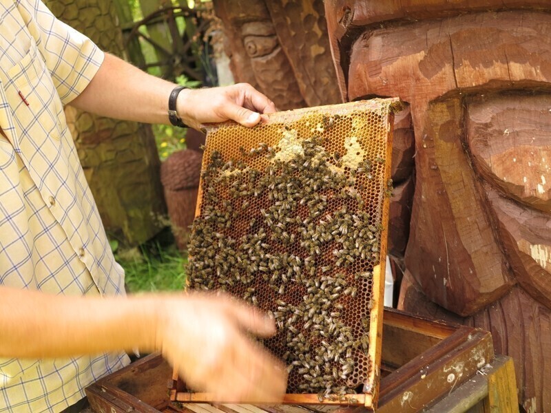 Zdjęcie 1: Nie ma lipy? To będzie!