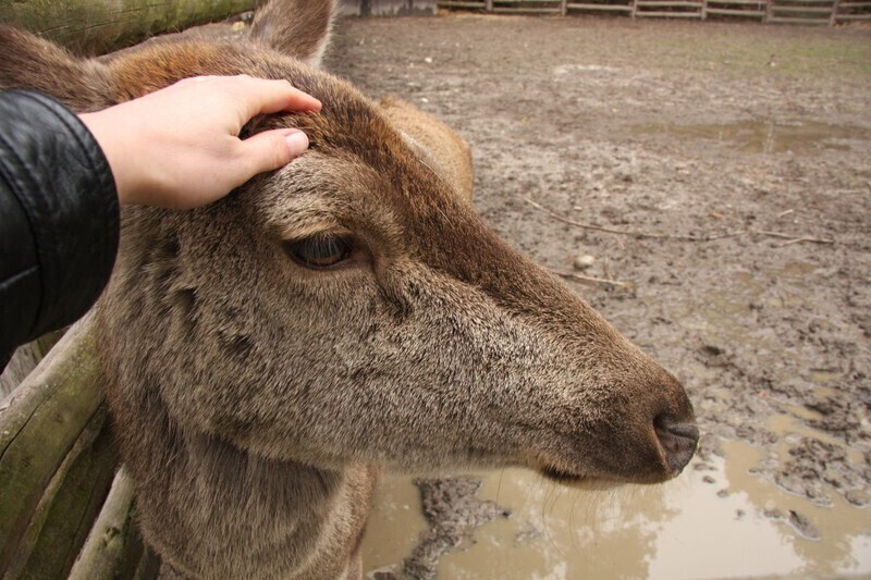 Zdjęcie 5: Ratują jeże, dziki, bociany... Wkrótce rozbudują Osadę w Kole