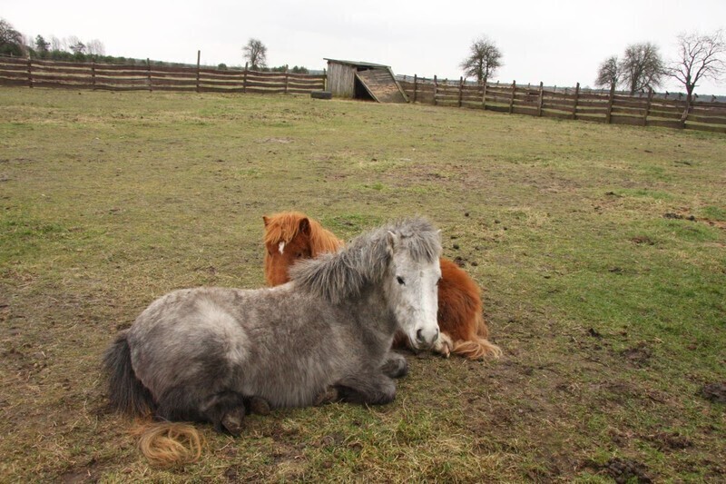 Zdjęcie 6: Ratują jeże, dziki, bociany... Wkrótce rozbudują Osadę w Kole