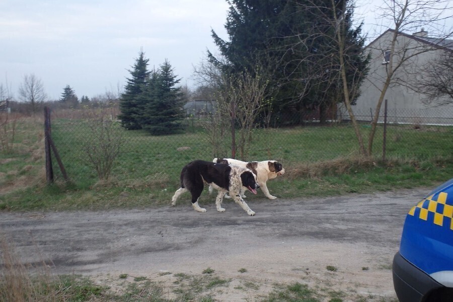Po ulicy biegały agresywne psy. Wezwano strażników miejskich