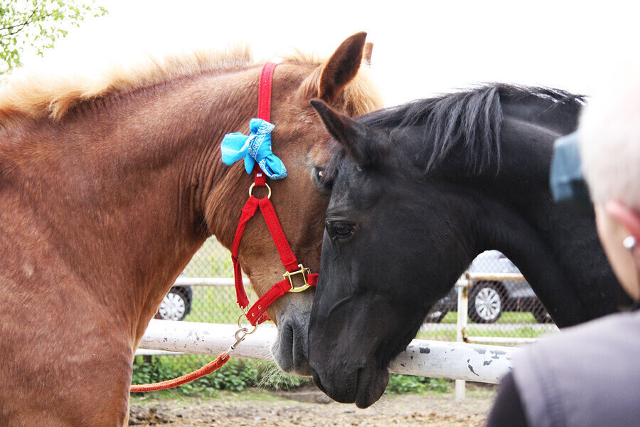 Zapłacili 2000 zł za życie Henryki