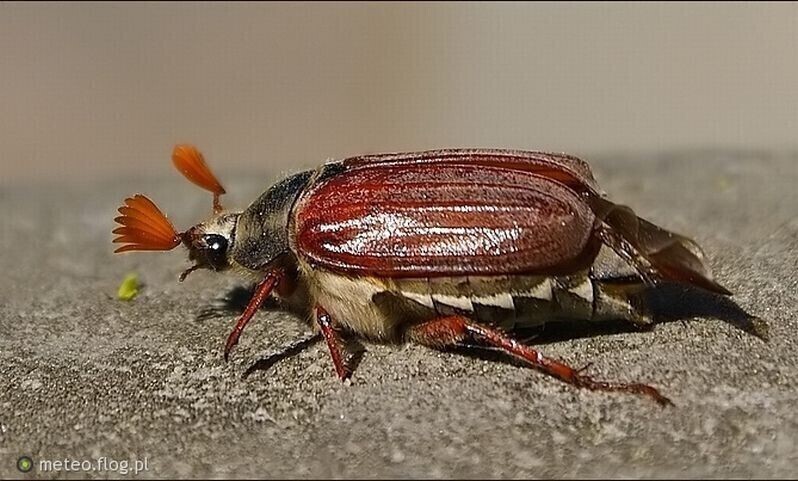 Uwaga Będą opryskiwać lasy