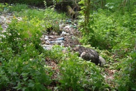 Zdjęcie 2: Dusił, a potem siekierą próbował zabić psa