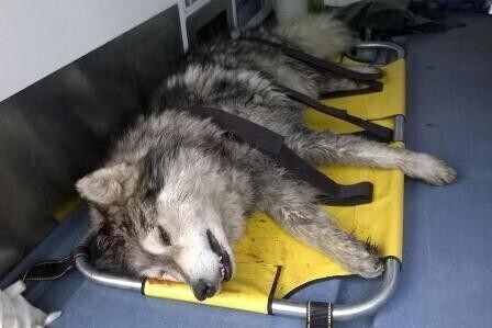 Zdjęcie 3: Dusił, a potem siekierą próbował zabić psa