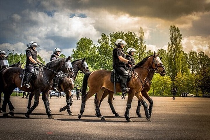 Zdjęcie 3: Czego nie boi się policyjny.... koń?