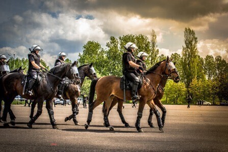 Zdjęcie 4: Czego nie boi się policyjny.... koń?