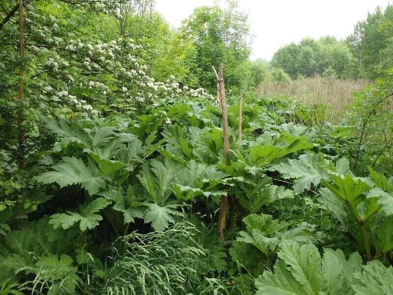 Straż Miejska ostrzega przed barszczem Sosnowskiego