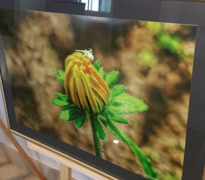 Chwile Aleksandry Fidziańskiej