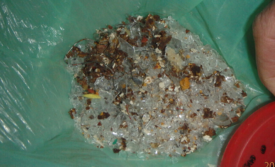 Karmi bezpańskie koty mieszanką metalu szkła i trucizny