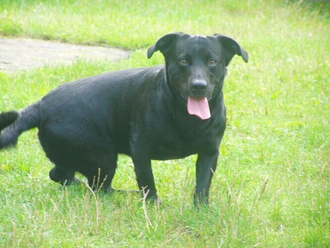 W upały pomóż zwierzętom