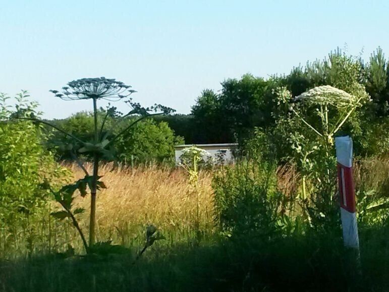 Uwaga na barszcz Sosnowskiego Ta roślina może zabić