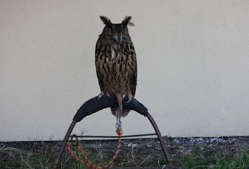 Zdjęcie 32: Fly Fest na lotnisku - dzień pierwszy [WIĘCEJ ZDJĘĆ]