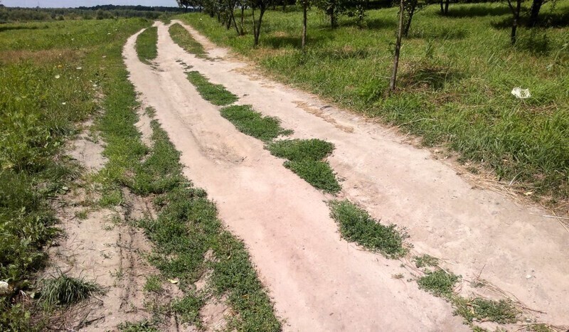 Zdjęcie 4: Okolice jeziora Bugaj w fatalnym stanie. Mieszkaniec osiedla Wierzeje apeluje o interwencję 