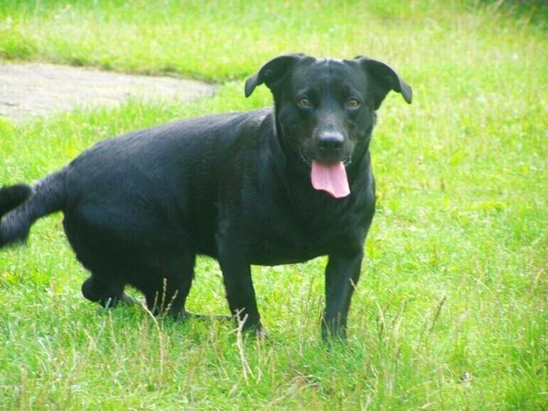 Do urzędu wejdziesz z psem