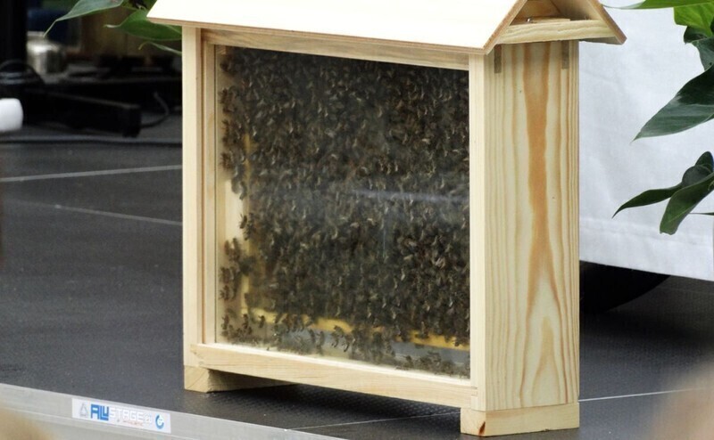 Zdjęcie 2: Niedziela w Piotrkowie należała do pszczelarzy