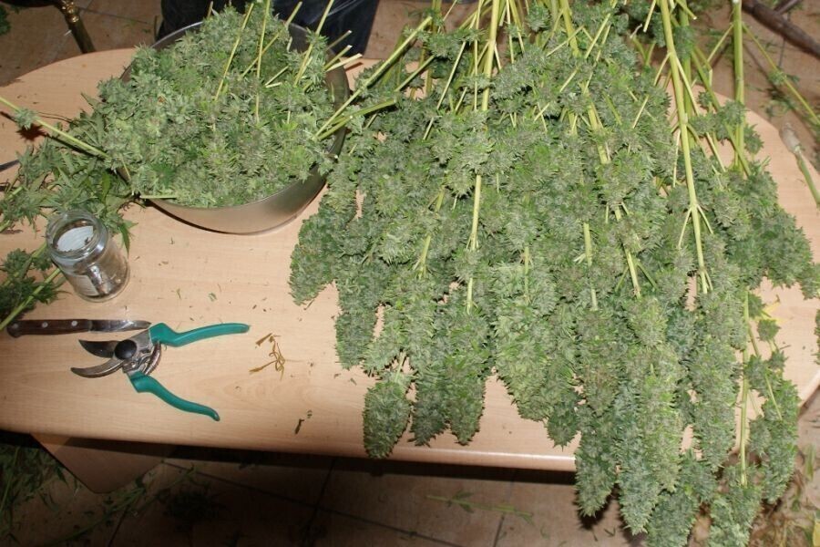 Zdjęcie 1: Zabezpieczyli narkotyki warte prawie 2 mln zł 