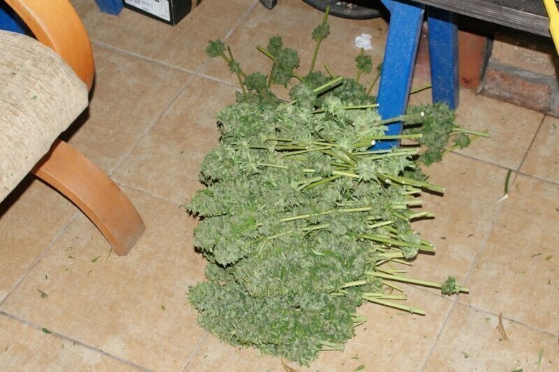 Zdjęcie 3: Zabezpieczyli narkotyki warte prawie 2 mln zł 