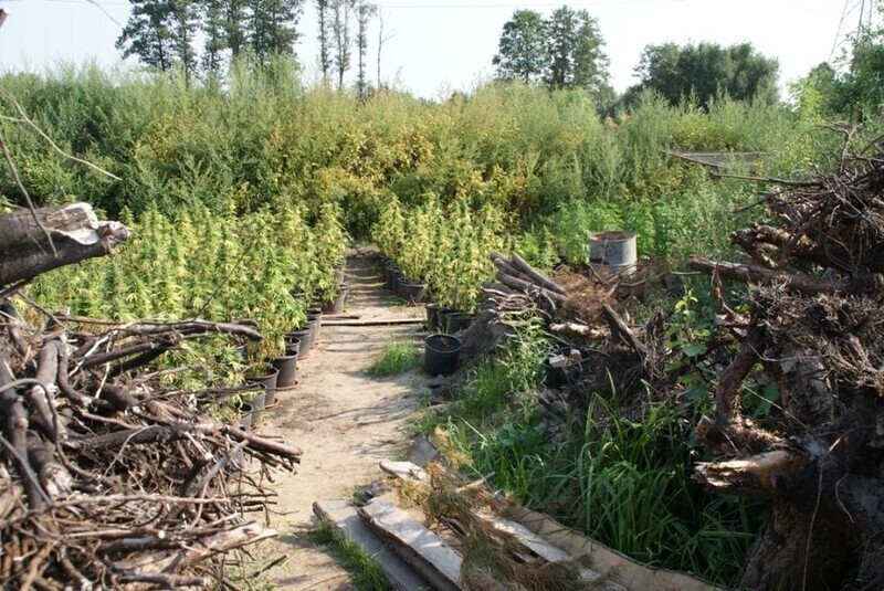 Zdjęcie 7: Zabezpieczyli narkotyki warte prawie 2 mln zł 