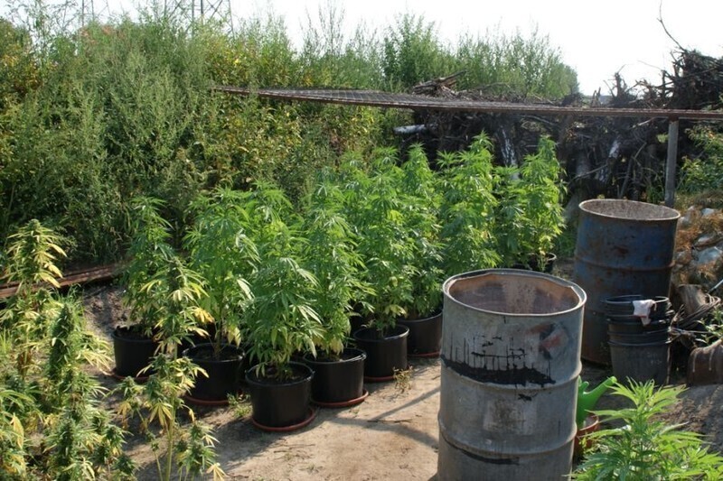 Zdjęcie 9: Zabezpieczyli narkotyki warte prawie 2 mln zł 