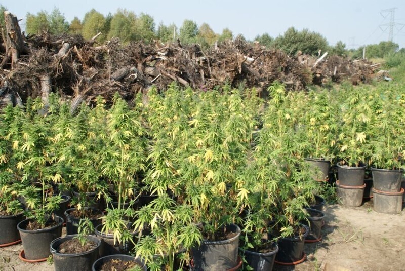 Zdjęcie 11: Zabezpieczyli narkotyki warte prawie 2 mln zł 