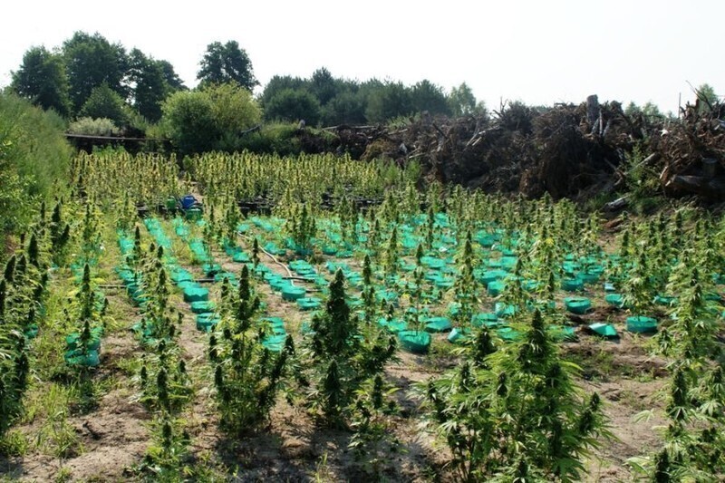 Zdjęcie 12: Zabezpieczyli narkotyki warte prawie 2 mln zł 