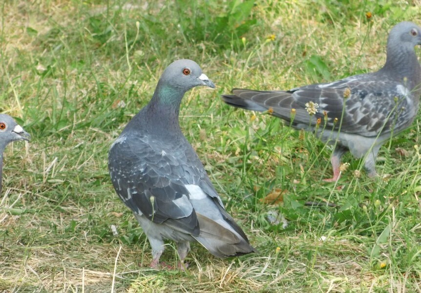 Zdjęcie 1: Niektórzy dokarmiają, inni przepędzają. Problem z gołębiami na osiedlu Słowackiego Północ 