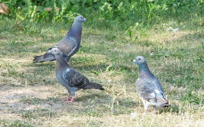 Zdjęcie 2: Niektórzy dokarmiają, inni przepędzają. Problem z gołębiami na osiedlu Słowackiego Północ 