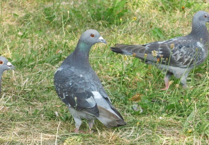 Zdjęcie 3: Niektórzy dokarmiają, inni przepędzają. Problem z gołębiami na osiedlu Słowackiego Północ 