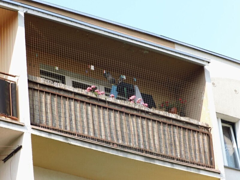 Zdjęcie 4: Niektórzy dokarmiają, inni przepędzają. Problem z gołębiami na osiedlu Słowackiego Północ 