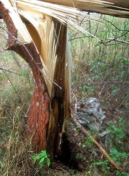 Zdjęcie 3: Drzewo spadło na samochód 