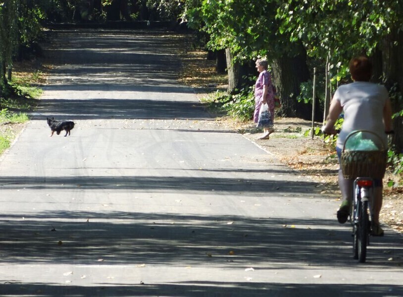 W środę radni zdecydują czy psy wejdą do parku