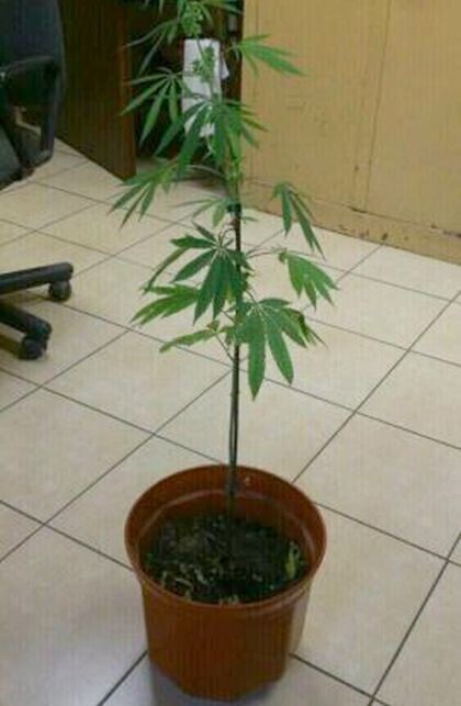 16-letnie ogrodniczki uprawiały konopie