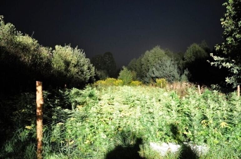 Zdjęcie 2: Kolejna plantacja zlikwidowana 