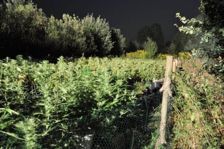 Zdjęcie 4: Kolejna plantacja zlikwidowana 