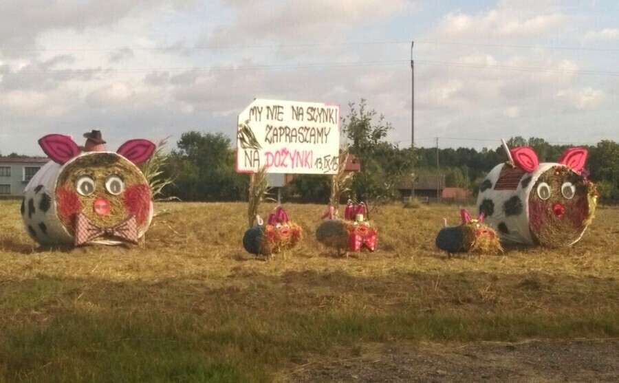 Kto połaszczył się na dożynkowe świnie