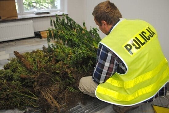 Zdjęcie 2: Krzaki marihuany na obrzeżach os. Wyzwolenia 