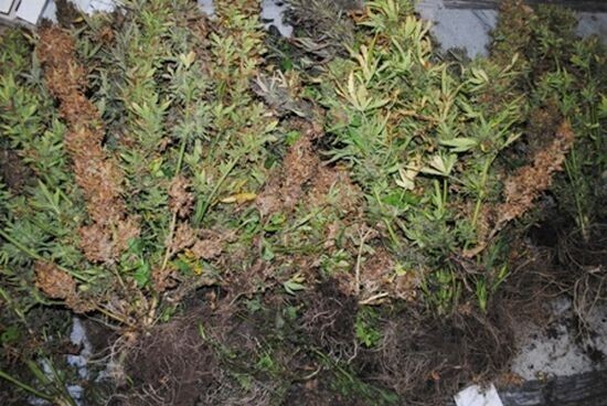 Zdjęcie 3: Krzaki marihuany na obrzeżach os. Wyzwolenia 