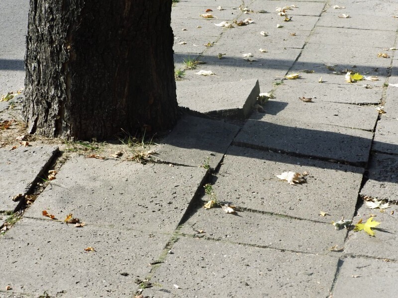 Zdjęcie 5: Na piotrkowskich chodnikach można skręcić kark